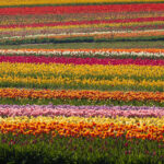 Photographing the Wooden Shoe Tulip Farm Festival